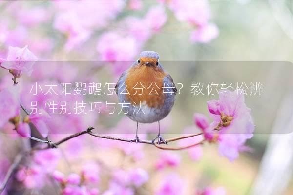 小太阳鹦鹉怎么分公母？教你轻松辨别性别技巧与方法