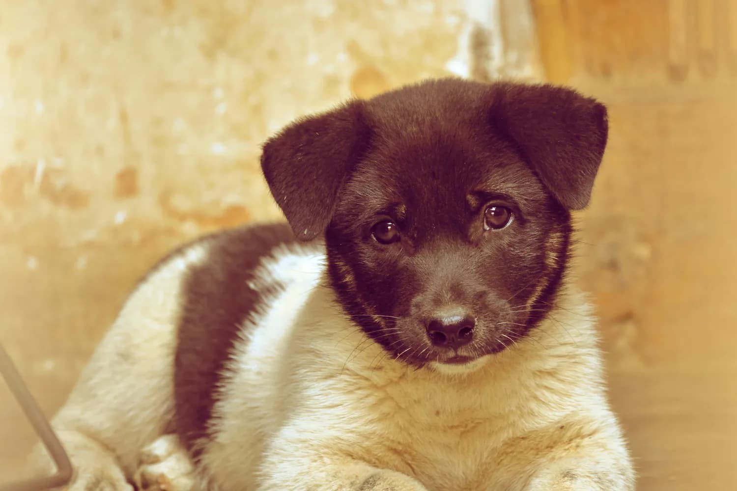 中华田园犬的营养秘籍大揭秘！