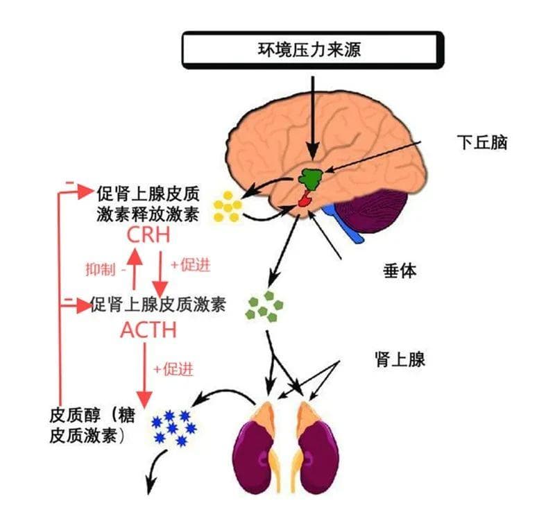 一文读懂库欣氏综合征