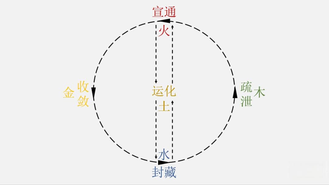 中医学基础：阴阳五行与五脏的圆运动理论