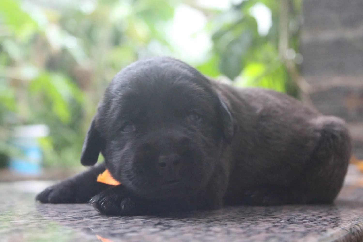 拉布拉多猎犬：纯黑毛色的秘密