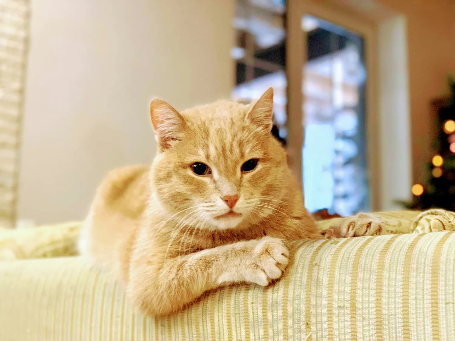 橘猫减肥食谱大揭秘！
