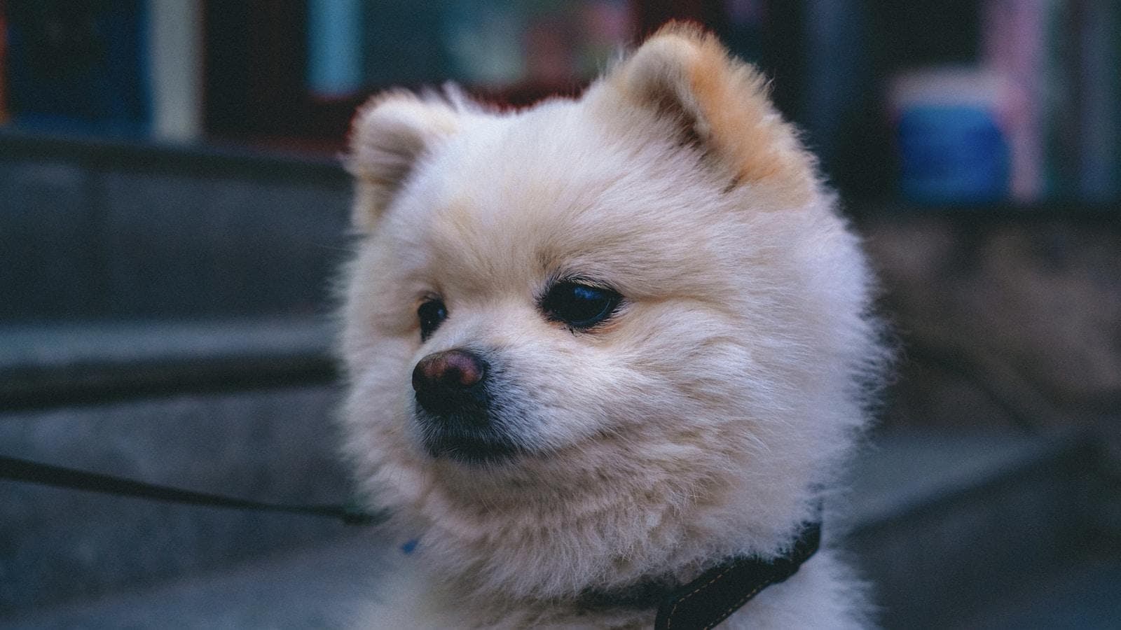 如何预防博美犬生病