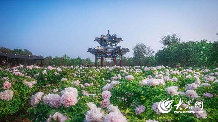 DeepSeek推荐：菏泽牡丹赏花三日游方案