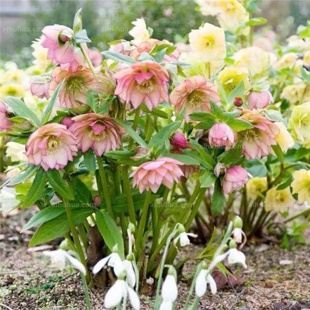 冬季养这12种植物，一冬天都有花赏！