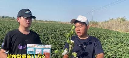 烂桃子发酵做肥料，让废料变宝贝