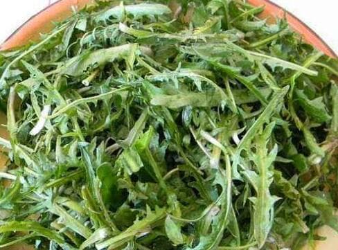 苦菜：一种常见野菜的全面解析