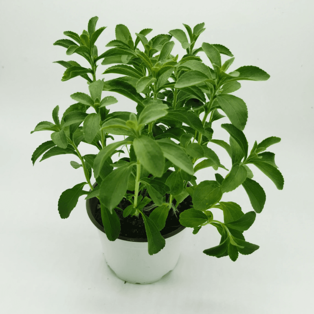 【植物大课堂】你见过叶子是甜的植物吗？甜叶菊，它有哪些主要价值