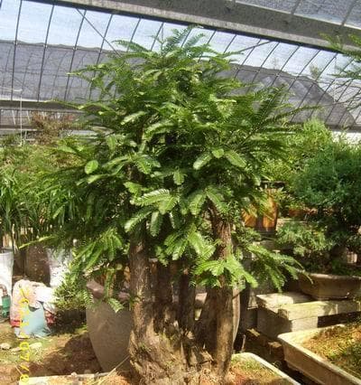红豆杉怕晒吗？详解阳光与红豆杉的关系