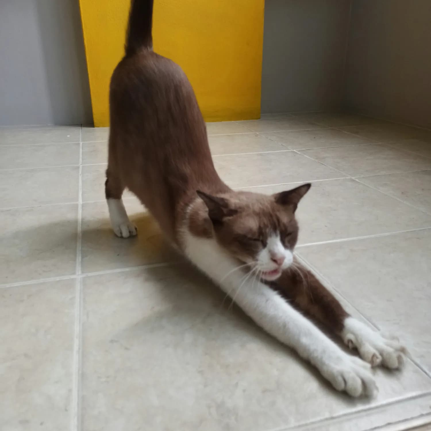 猫式伸展：一个简单动作缓解睡前紧张感