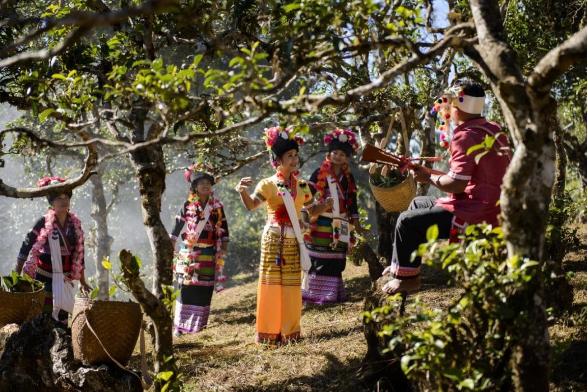 西双版纳勐海县“茶文化旅游环线”：七大茶山与茶工业科技之旅
