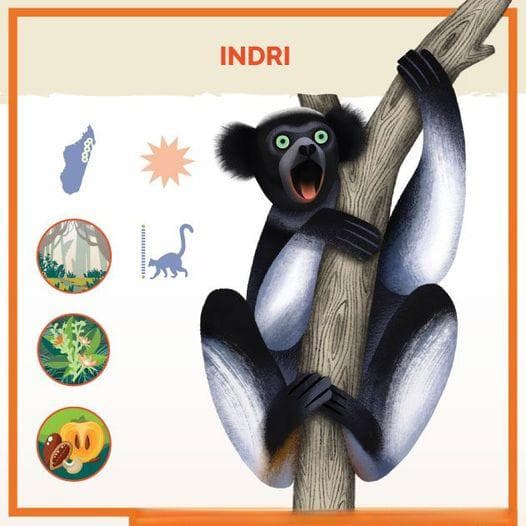 动物界的新晋“节奏大师”——Indri