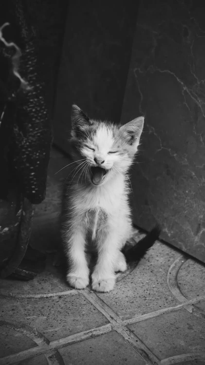 科学证实：猫咪慢眨眼是跨物种的情感交流