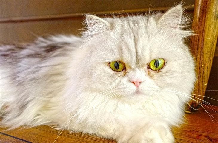 养猫？好处与坏处，你真的准备好了吗？