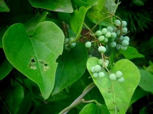揭秘防己：古老药方中的“抽水机”