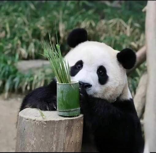 香氛与情绪：科学解析香气影响