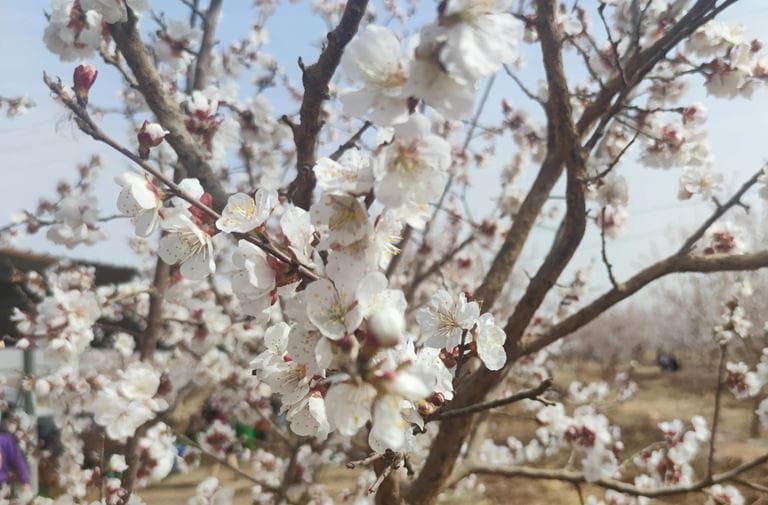 南疆杏花之旅：邂逅帕米尔高原最美春天