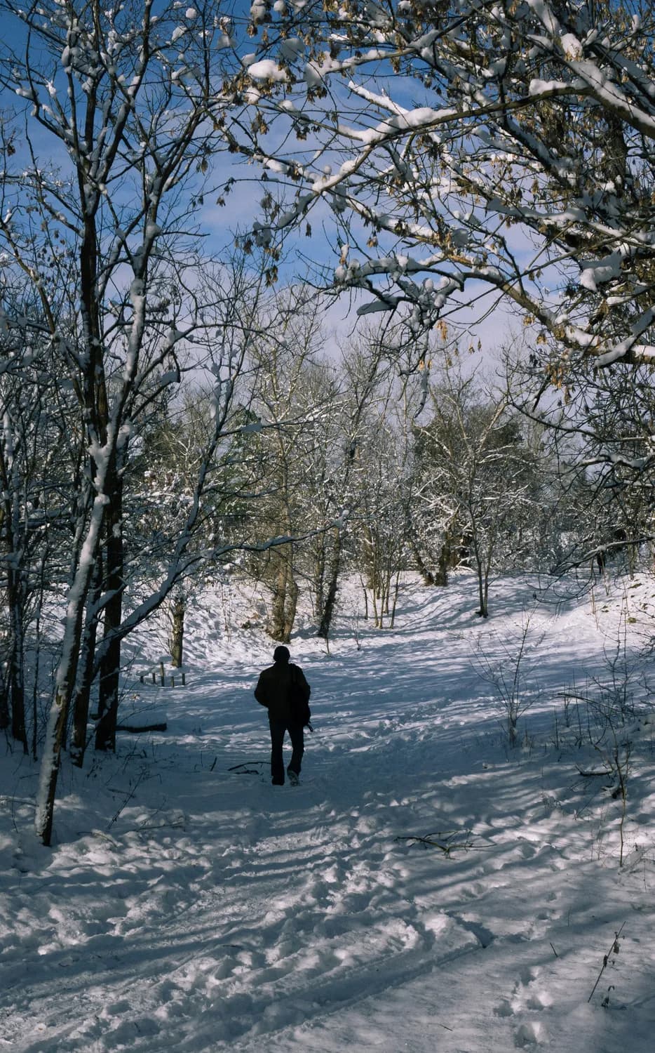 当“踏雪寻梅”遇上现代生活：我们失去了什么