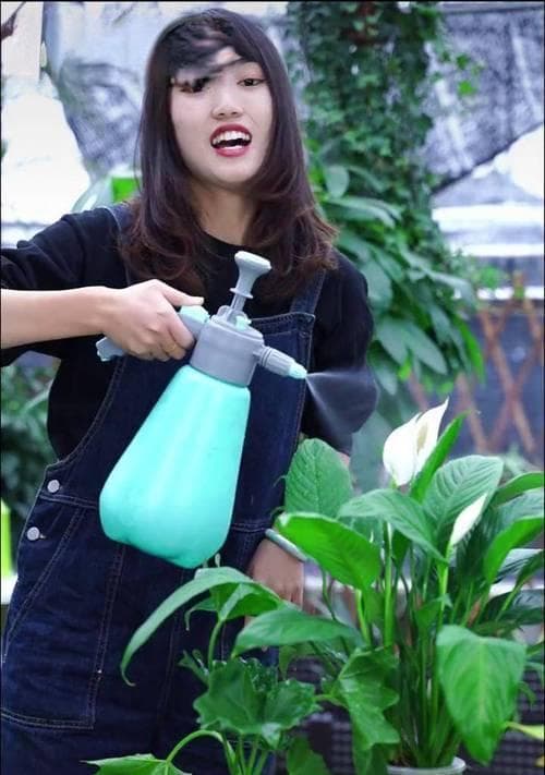 白掌浇水的注意事项（浇水要浇透，多少合适？）