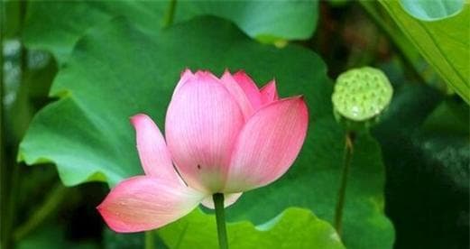 莲花的生长习性及环境条件（探寻莲花的成长奥秘）
