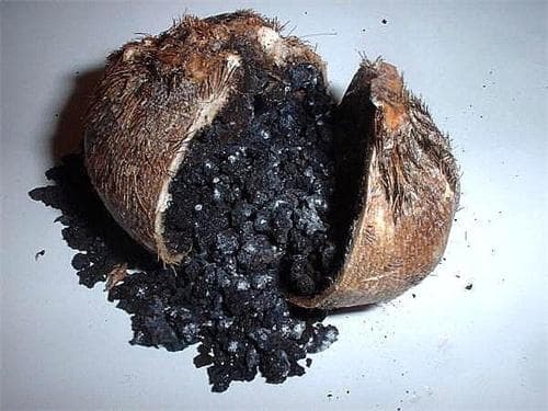 麝香的副作用和危害有哪些
