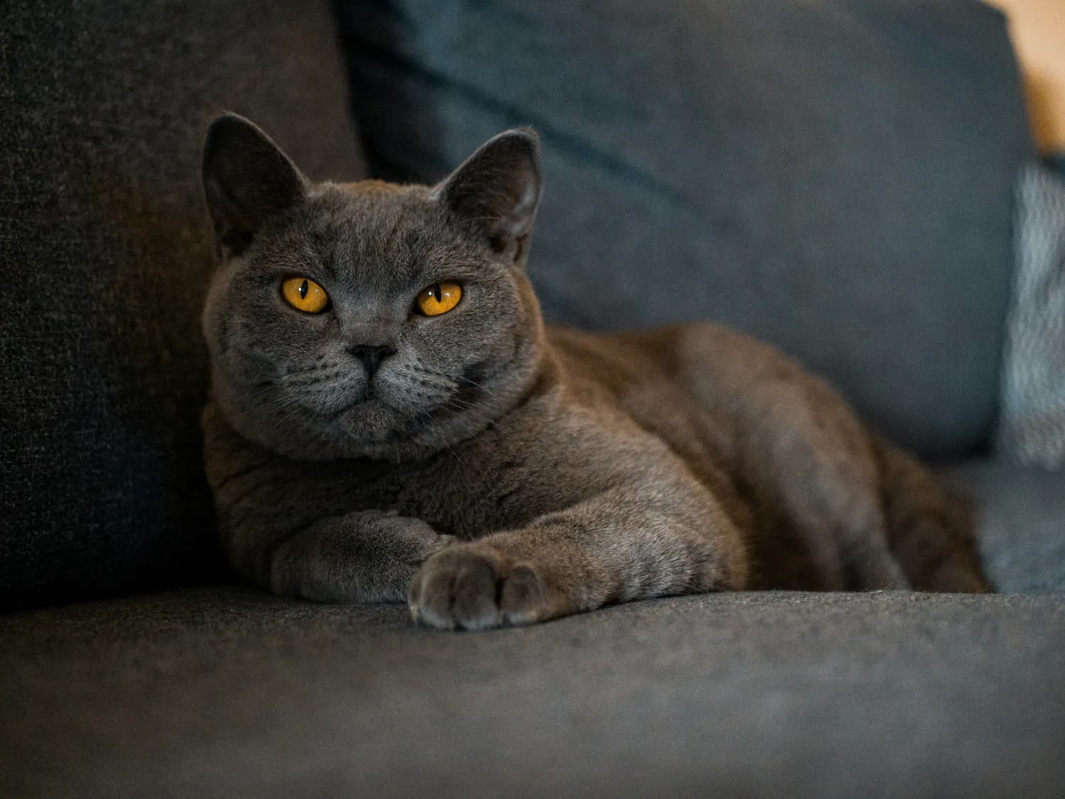温顺又省心，英国短毛猫成新手养猫首选