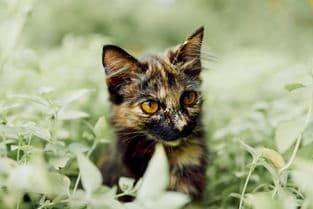 如何正确设置电信猫的DNS？