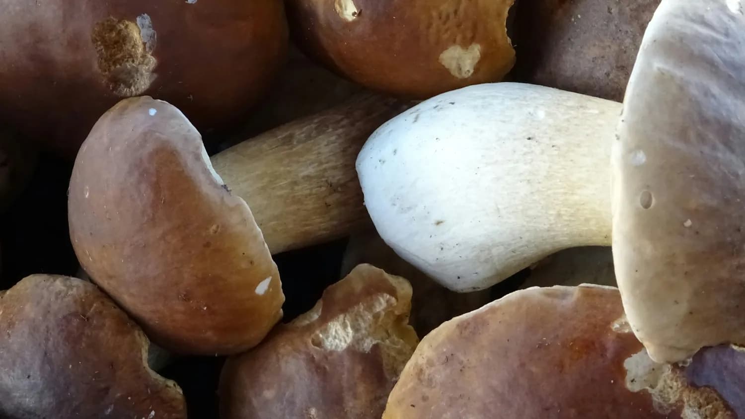 秋冬养生首选茶树菇：高蛋白低脂肪，这样挑选储存最保鲜
