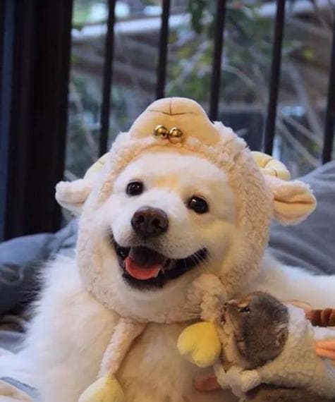 如何选择适合三个月大的萨摩犬的狗粮（萨摩三个月吃什么狗粮？为你详细解答）