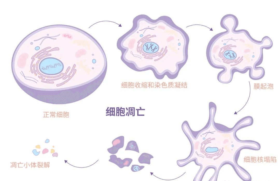 细胞凋亡：机制、作用及检测方法综述