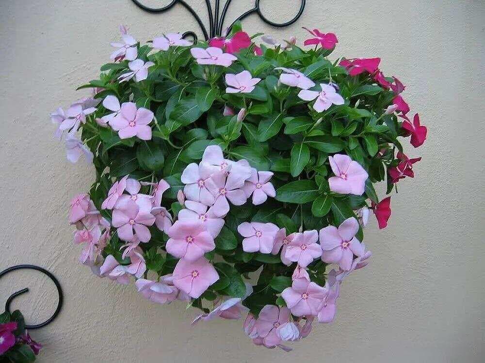 园艺观赏的长春花夏季容易黑杆？这些养护要点请收好