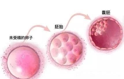 “冻胚”还是“鲜胚”?