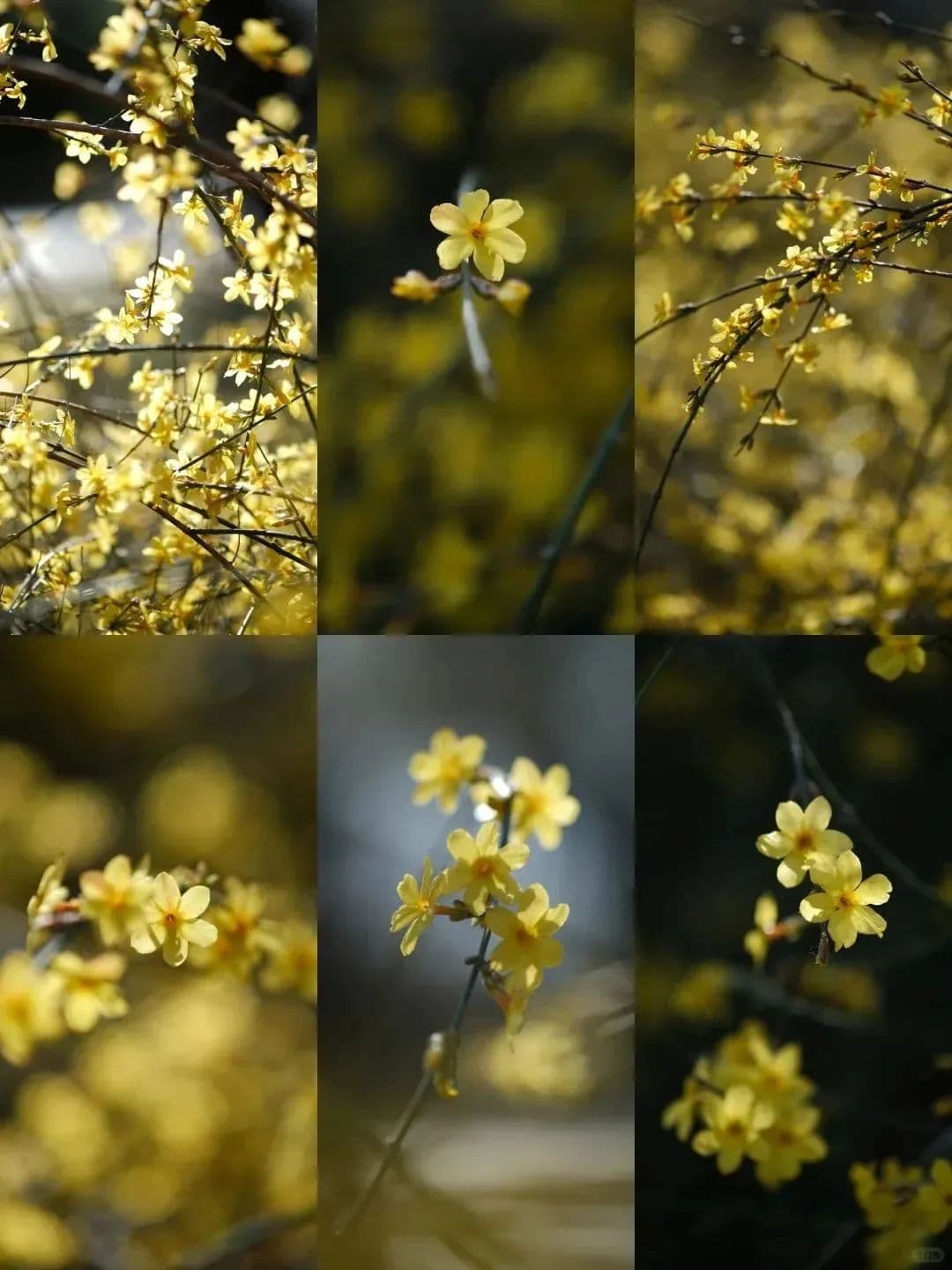 春天去哪儿看花？快收藏这份「海淀春日追花指南」