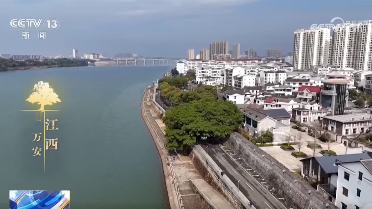 《古树名木保护条例》施行，看一看各地古树与城市如何跨越时空？