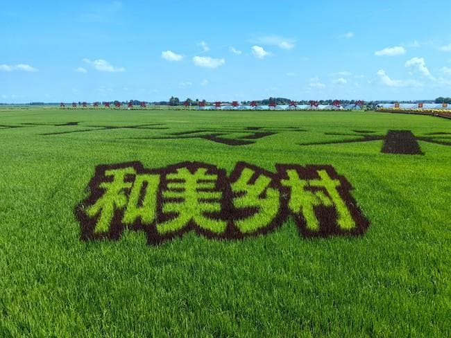从皇家贡品到大众餐桌：九台贡米的前世今生