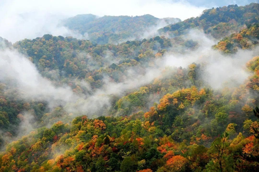 【美丽四川】最美秋色光雾山 中国红叶第一山