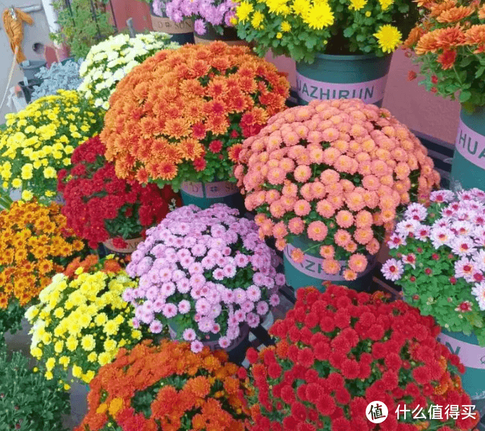 球菊持续爆花的5个养护技巧，做好了就等看花