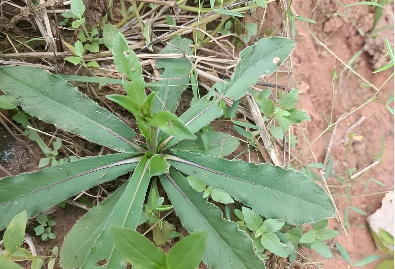 地胆草：一种具有独特药用价值的中草药