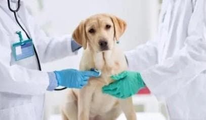狗在什么情况下会得布病