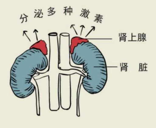十堰市人民医院成功完成首例肾上腺静脉采血术