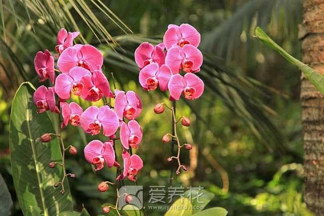 家养花草冬季养护全攻略：温度、光照、浇水、施肥等关键要点详解
