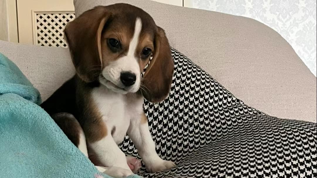 普安特宠物药科普：从猎场到家庭的狗狗——比格犬