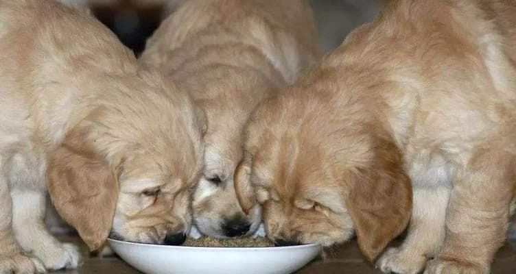 金毛犬的疫苗接种指南（如何为金毛犬进行正确的疫苗接种）