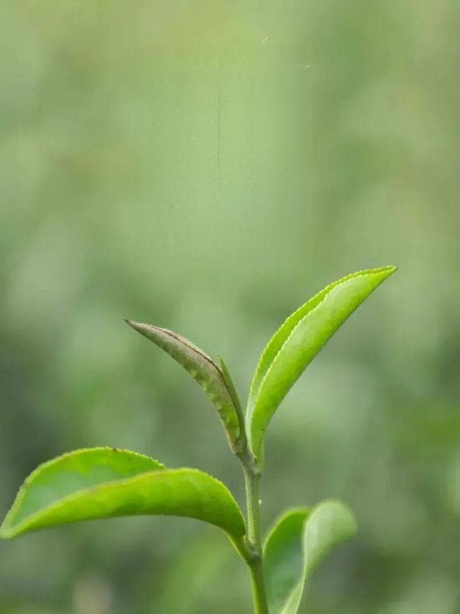 雨水至，万物生 | 解锁节气里的文化密码