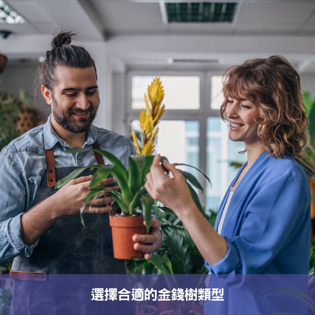 新手指南：金錢樹的健康养护与生长环境建立