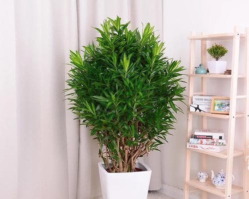 百合竹：办公室绿植首选，六大功效提升空气质量