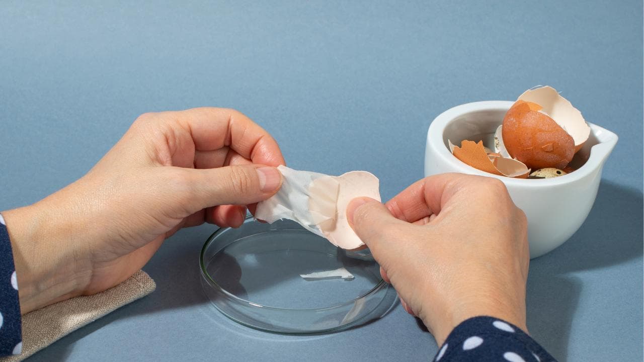 蛋壳膜的功效有哪些？怎么吃？5个隐藏优势大解密！