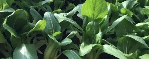 今年油菜什么时候种植，专家分享给你