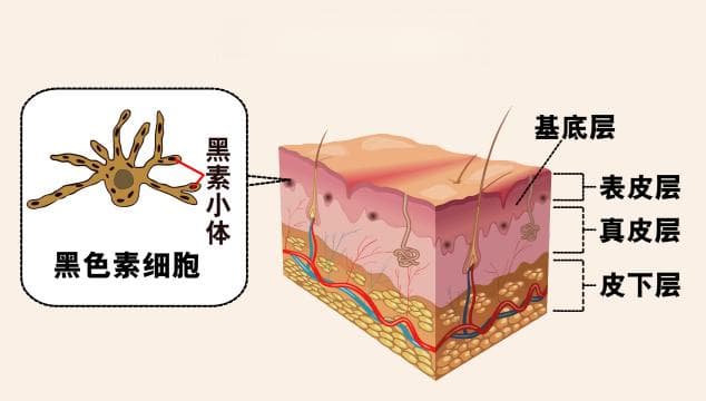 黑色素细胞：功能、作用及临床意义