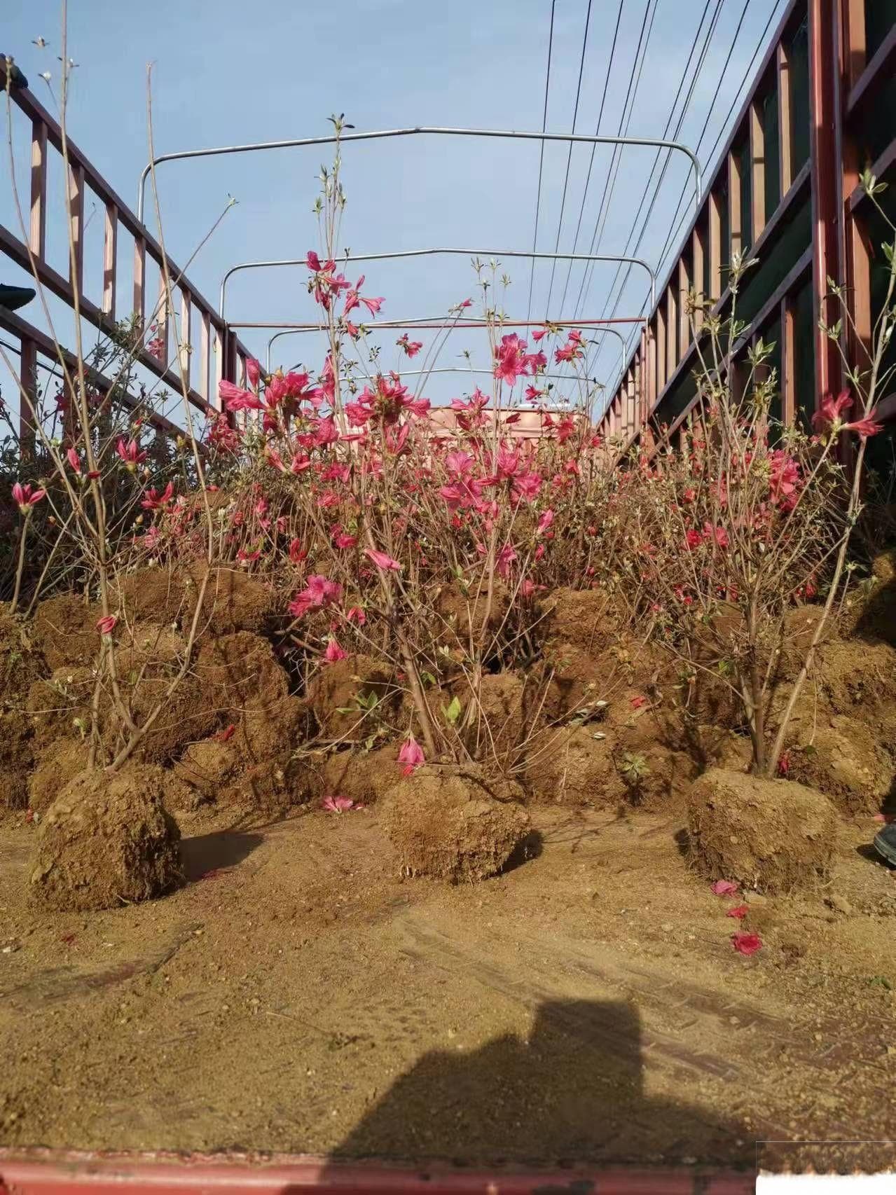 映山红和杜鹃花的区别